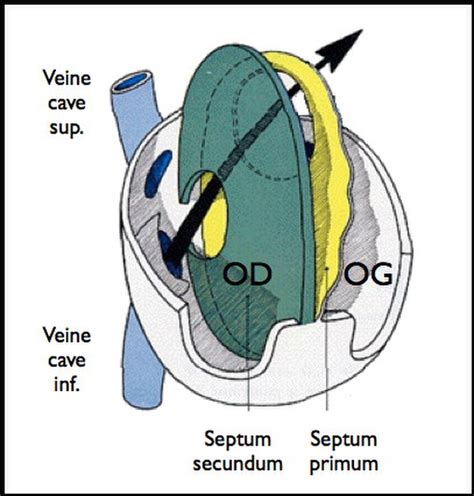 foramen ovale definition.